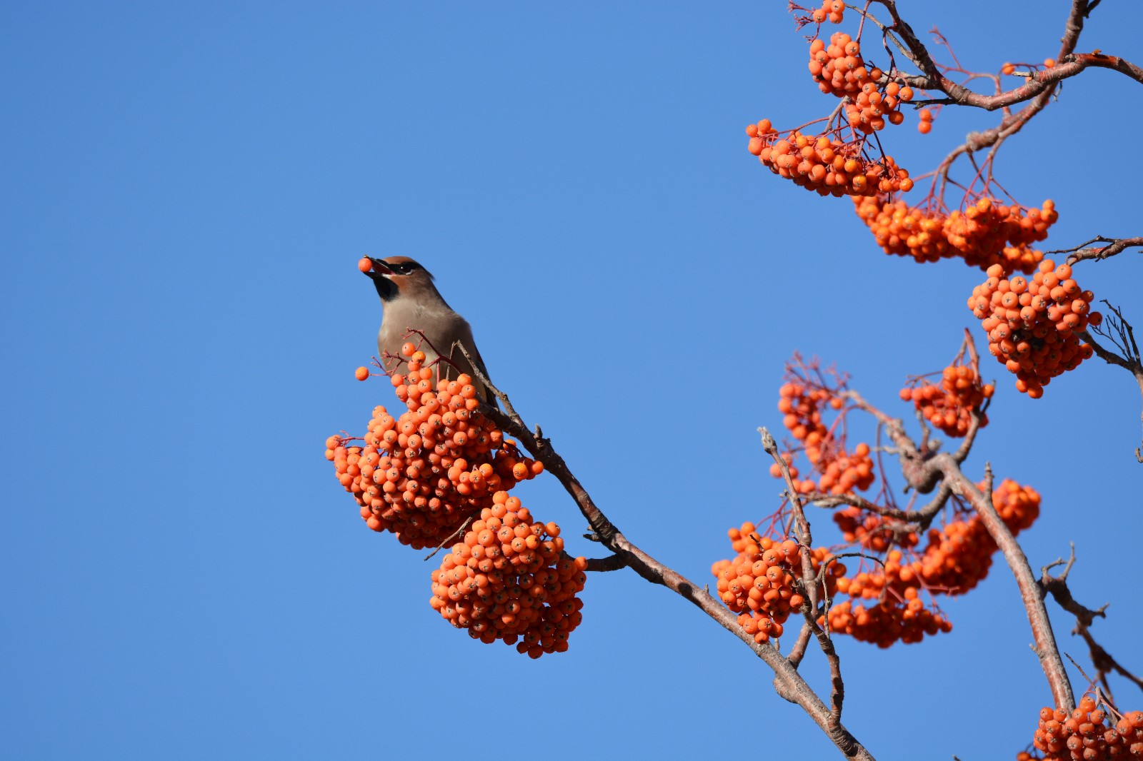 美丽的太平鸟嘴里叼着花楸果,飞起来萌萌哒,原创摄影