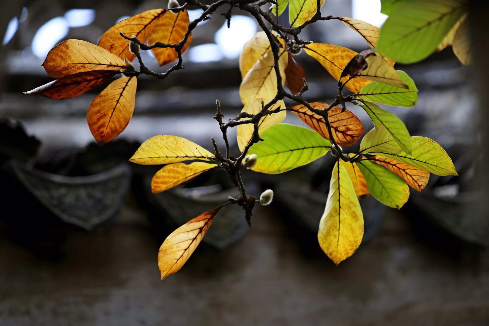 玉兰花很优雅,没想到玉兰叶子也这么优雅