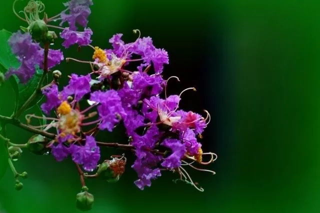 12月暮冬海棠花:富乐山,江油西屏镇11月初冬菊花:富乐山10月向日葵