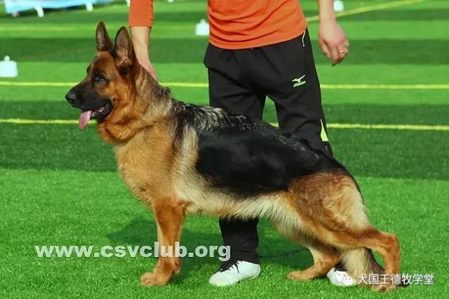 德国va帕寇小公狗7个月 首战广东地方展vv4,在德阳俱乐部 管理