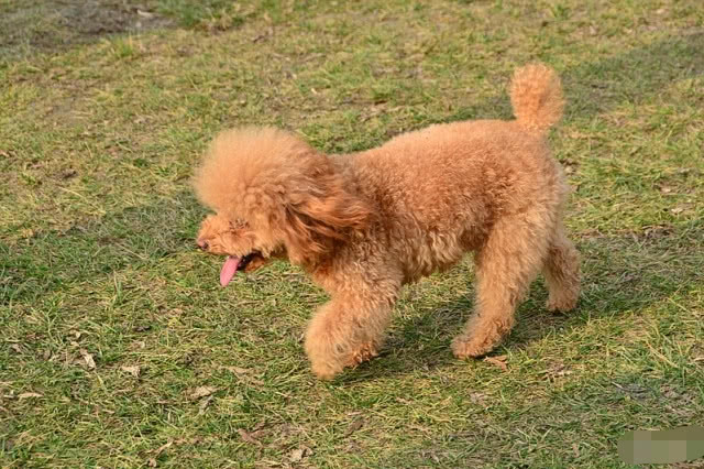 家里有只泰迪的真实体验,养前请慎重考虑,以免后患无穷!