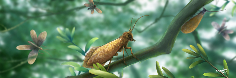 南京古生物所揭示2亿年前昆虫的真实颜色