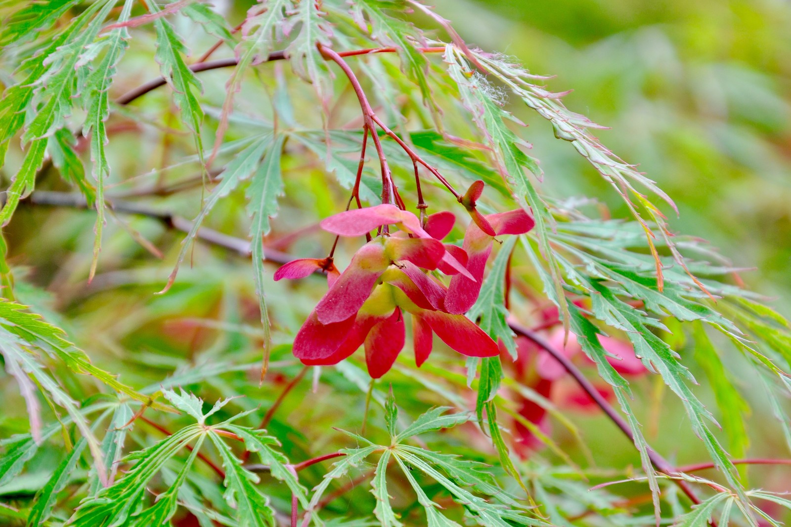 羽毛枫,日本红枫的果实