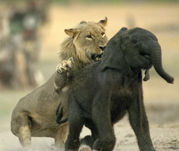 动物世界:大象唯一的死神