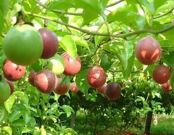 功效多多,但有些人却"无福消受"