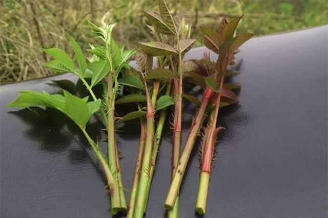 老茎|茎秆|水分_新浪新闻