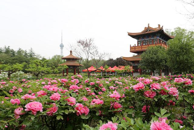 洛阳国花园牡丹花开似锦千名美丽女性旗袍戏牡丹