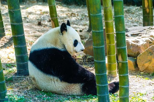 隐匿在竹海之中的小村落因鸡鸣三省而闻名