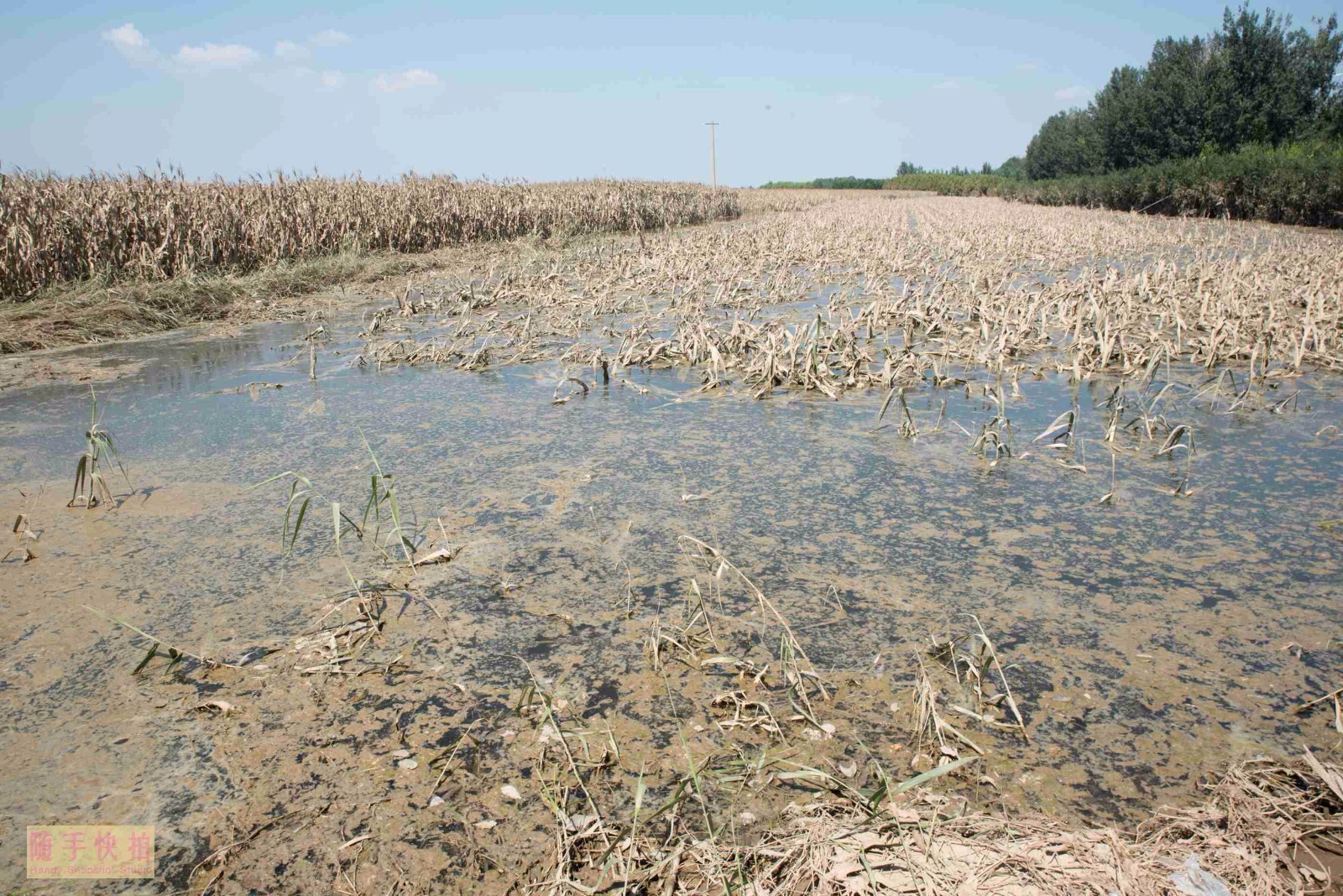 直击寿光水灾:玉米浸泡洪水颗粒全无 受灾群众屋顶晒被棉被