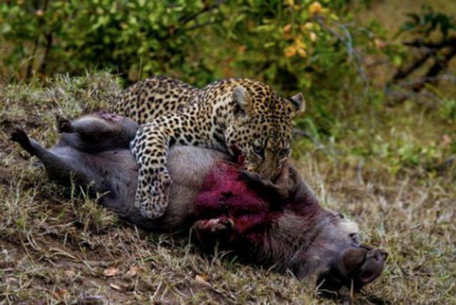 动物世界的弱肉强食,因为生存的现实!
