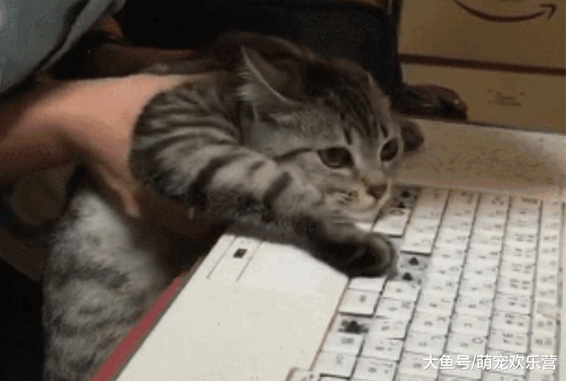 猫咪破坏主人键盘表情我凭本事抠的我没错