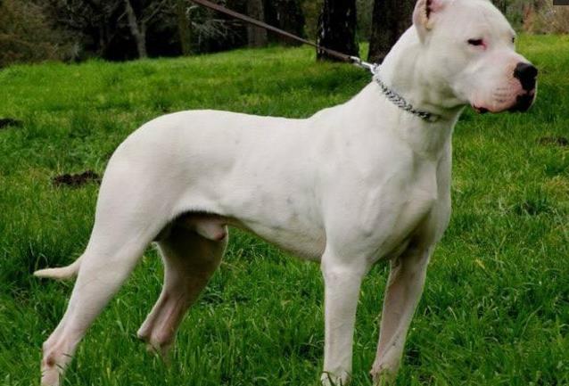 第五名 阿根廷杜高犬 阿根廷的育种者------安东尼-奥瑞斯-马丁那兹