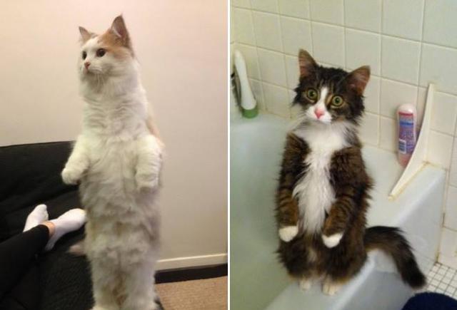 你被猫猫站立萌到过吗?带你走进猫猫站站大片~