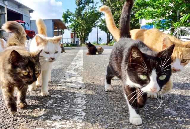 迎面走过来一群流浪猫,那感觉,就像在拍古惑仔电影!