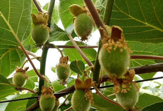 又到一年收获季满园羊桃飘香卖5元一斤你流口水了吗