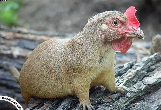 让人难以置信的动物杂交幻想图