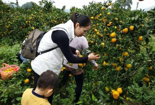 桔子来了～你带上我,我带上娃,开启金秋亲子采摘一日游!