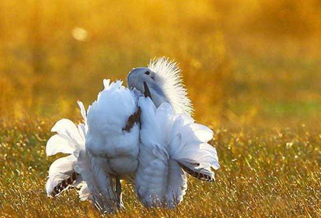 我用照片证明"鸨"与淫荡无关|大鸨|鸟|交配_新浪新闻