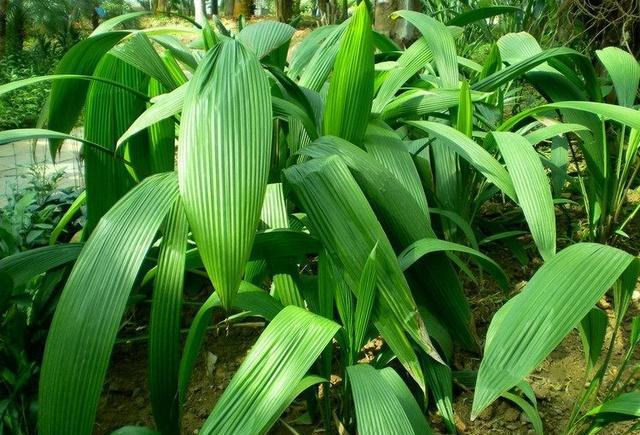 农村这三种壮阳草药, 老中医从来不会告诉你!