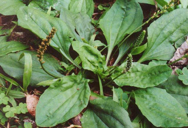 车前草|猪耳朵|农村_新浪新闻