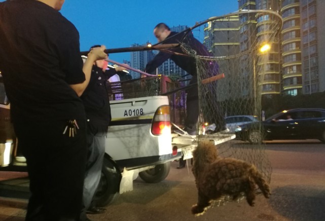 女子咆哮阻挠民警抓狗 被民警控制带走