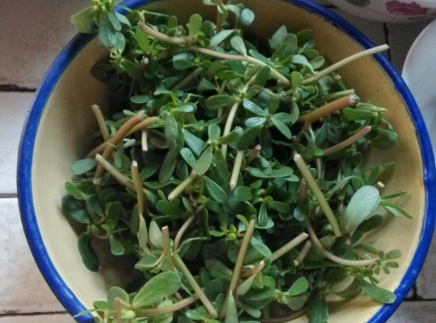 农村不起眼的小物祛斑堪比激光三天皮肤细嫩光滑