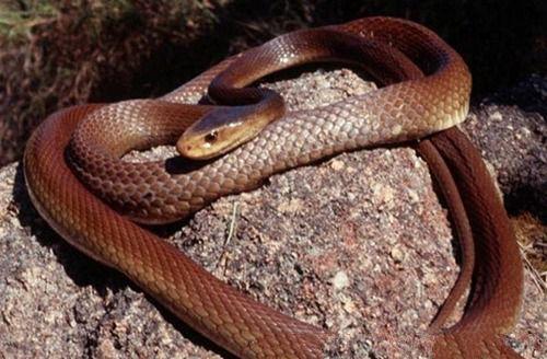 在抗毒液素研发出来以前,被澳洲泰斑蛇咬到的人没谁能活下来.