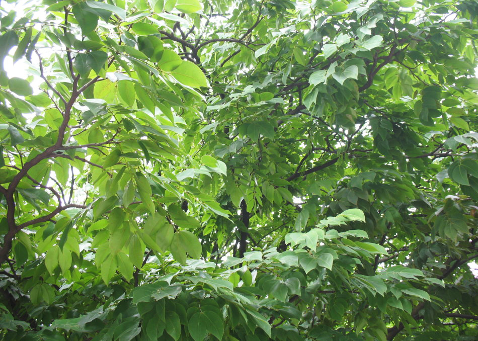 农村一种奇特的树,果实似无花果却不能吃,反而能炼柴油,制农药|麻疯树