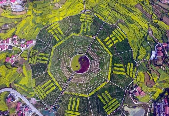 遵义仁怀坛厂八卦园油菜花盛开景区免费观赏