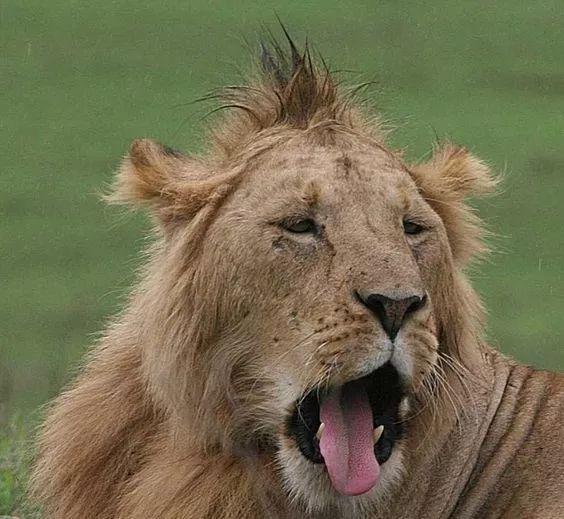 动物发型大赛!快打开看!|头发|发型|贵妇_新浪新闻