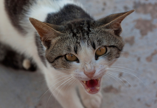 只要弄懂猫咪生气时的这些特征,你的猫主子会给你加官进爵:其实这种就