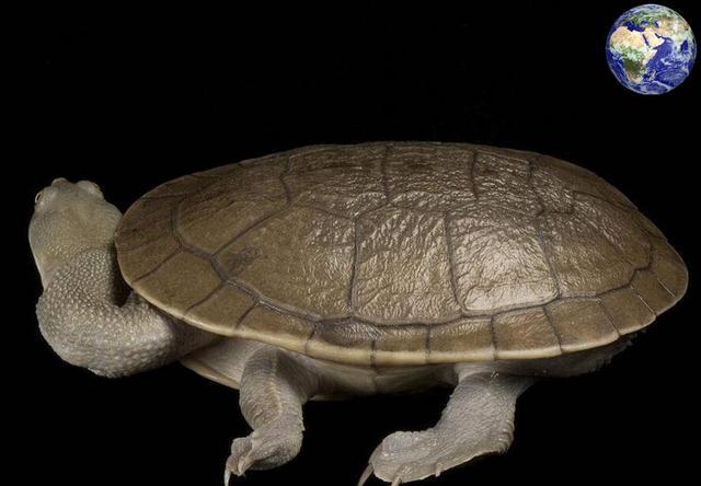 不过对于人类来说,地球的环境是非常复杂的,罗地岛对于麦氏长颈龟来说