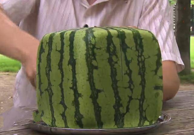 用高成本种出来的方形西瓜,看起来怪怪的