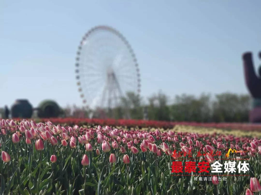 据说,在泰安拍抖音分分钟刷爆100W+!