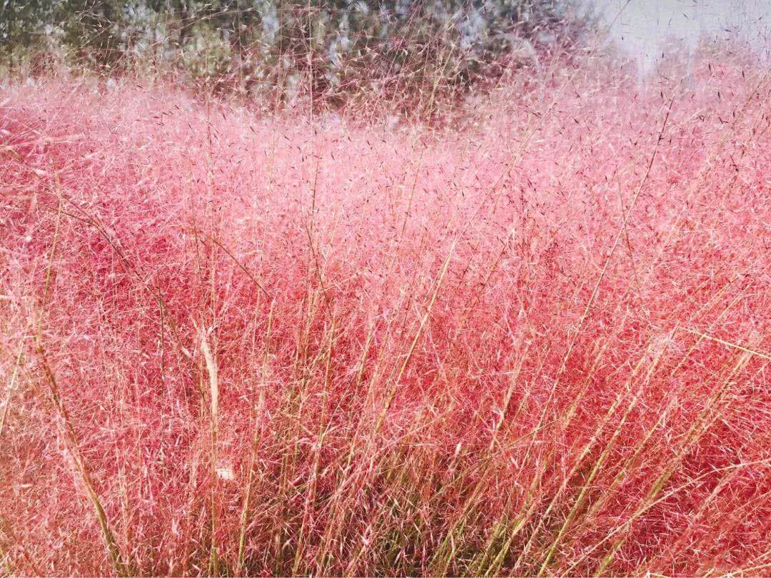 红遍抖音的粉色花海苏州也有一不小心惊艳了秋天