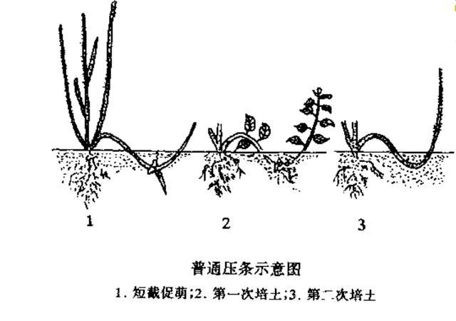 常春藤扦插繁殖方法图片