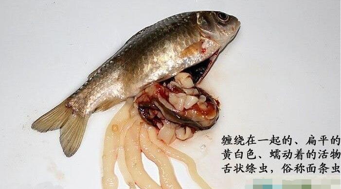 鲫鱼独大如球, 里面长满面条虫还不停蠕动