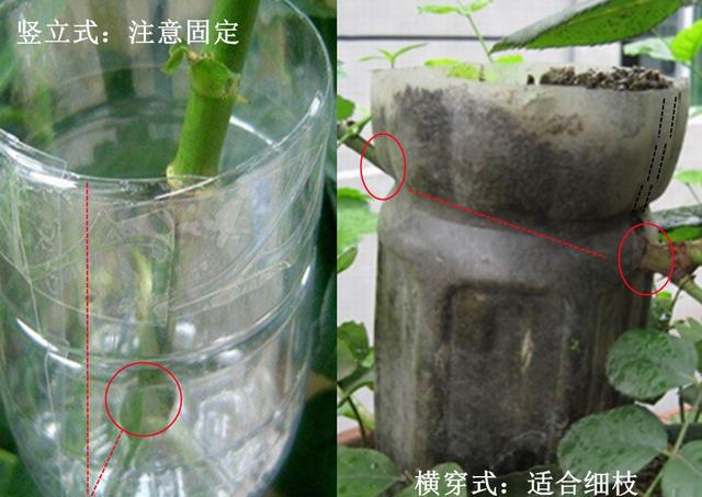 月季花高压繁殖,更容易成活的好方法,想养月季不容错过
