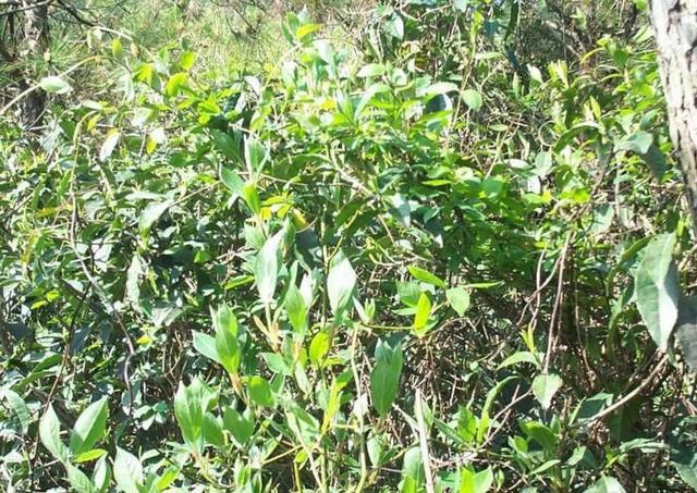 为何高山云雾中容易出好茶?高山茶平地茶如何分辨?