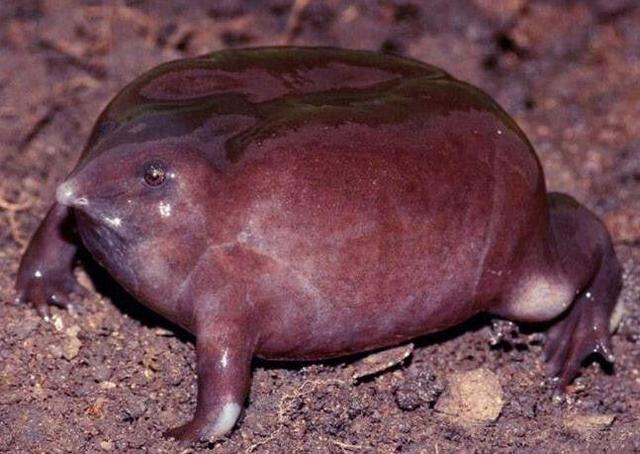 印度青蛙也开挂? 长着鼻子貌似外星生物, 专家发现其身份不简单!