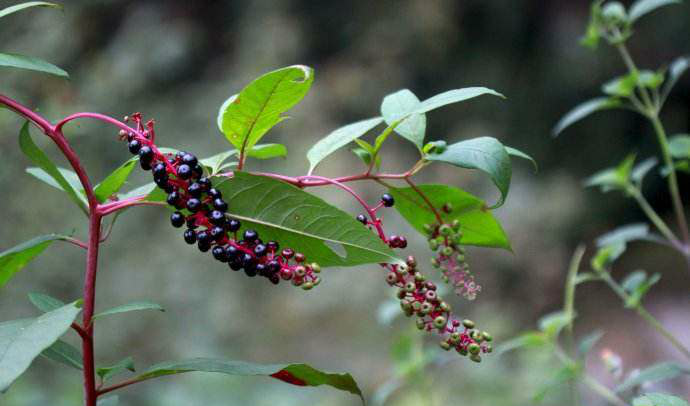 商陆有两种,茎紫红者有毒,不能食用,而绿茎商陆苗是一种优质野生森林