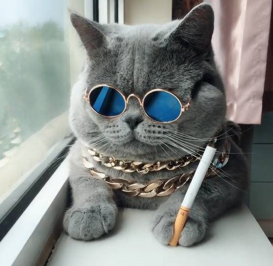 这一定是一只"社会猫".