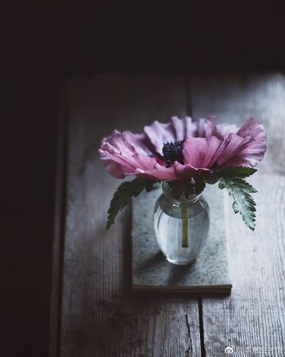 绘画素材第205辑——沉寂的花 | ins:poppybarach