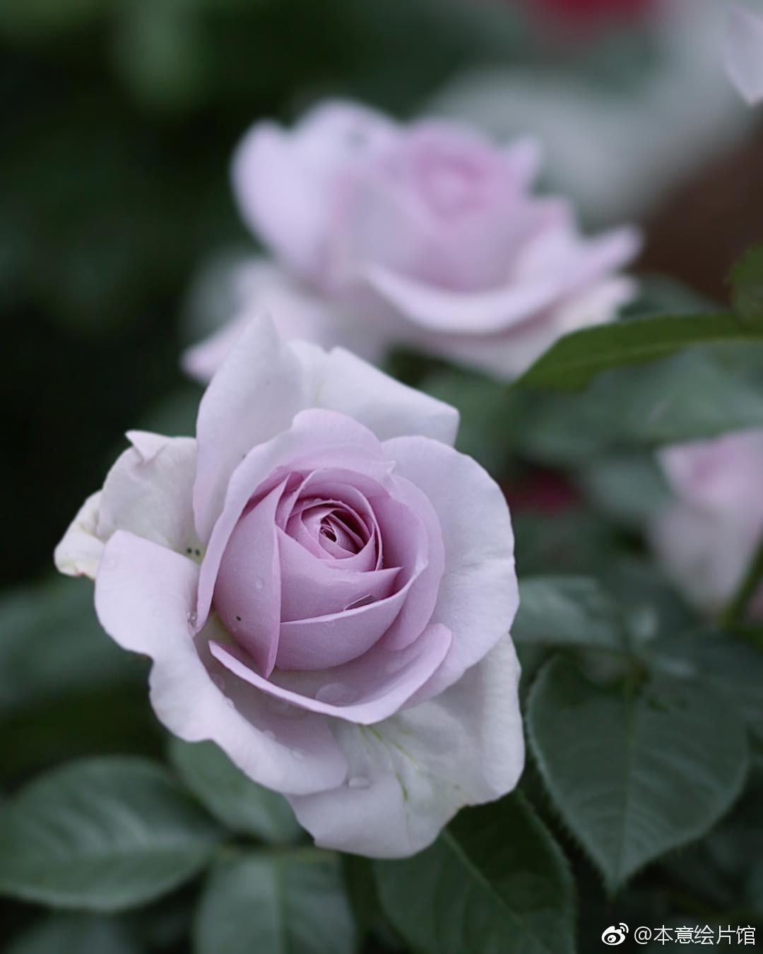 绘画素材第210辑——花的姿态94. |  ins: yui9942