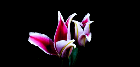 花开瞬间丨21组鲜花开花动图,屏住呼吸,惊艳你的眼球!