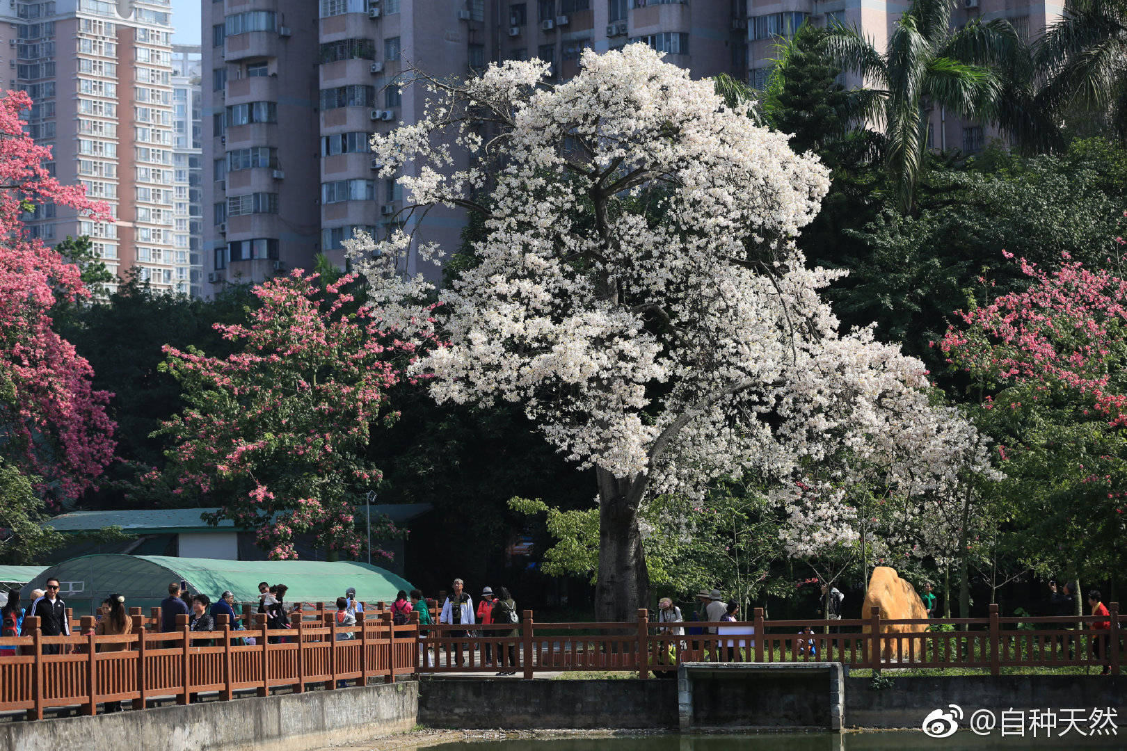 你见过白色的异木棉花吗|木棉花|美人树|白雪_新浪新闻