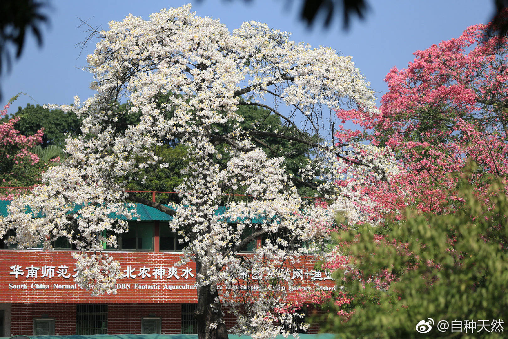 你见过白色的异木棉花吗|木棉花|美人树|白雪_新浪新闻