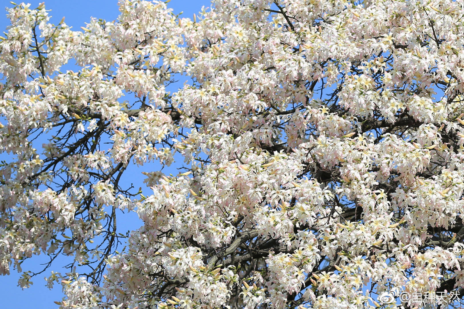 春天开在树上的白色小花是什么?(如图)_百度知道