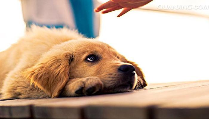 回家地上全是血迹,金毛趴着不动,接下来的事让主人脑子一片空白