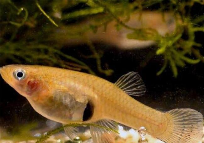 号称水中一霸的食蚊鱼, 为了生孩子“精尽人亡”